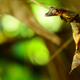 The new species, Uroplatus finaritra
